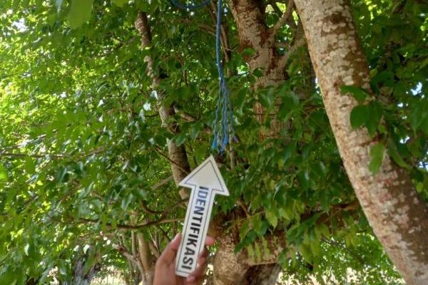 ISM (19), siswi sebuah SMA di Kabupaten Sabu Raijua ditemukan tewas dengan posisi gantung diri, Minggu (31/3/2024) malam. Korban mengakhiri hidupnya dengan cara gantung diri pada sebuah pohon kedondong hutan (kesi) di Desa. Eilode, Kecamatan Sabu Tengah, Kabupaten Sabu Raijua.