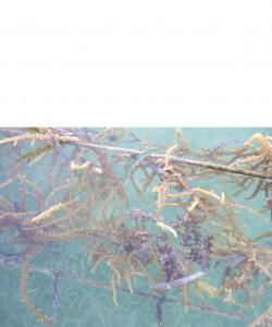 Rumput  laut milik petani rumput laut di Kabupaten Rote Ndao yang rusak yang terkena tumpahan minyak Montara yang mencemari Laut Timor.