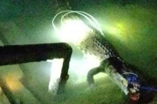 BKSDA Relokasi Buaya dari Perairan Mulut Seribu-Rote Ndao