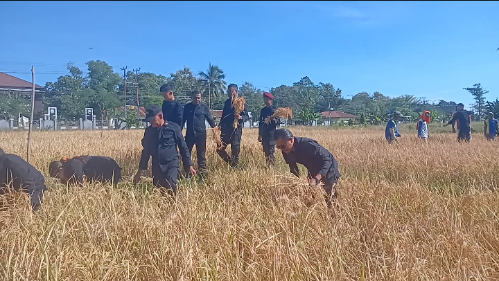 Lapas Atambua bersama para Pejabat, Petugas dan WBP melakukan panen padi, Senin (14/5/2024) 