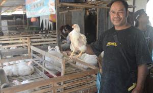 Harga Ayam Potong di Pasar Kota Atambua, Kabupaten Belu Masih Stabil