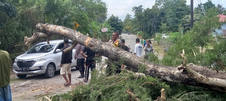 Sebuah pohon ukuran besar tumbang di Jalan Timor Raya, Desa Oesusu, Kecamatan Takari, Kabupaten Kupang, Jumat (7/6/2024).