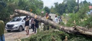 Pohon Tumbang Tutupi Badan Jalan Hingga Macet, Polsek Takari  Langsung Beraksii