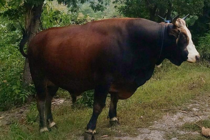 Sapi kurban untuk warga perbatasan Belu dari Presiden RI Joko Widodo. (foto istimewa) 
