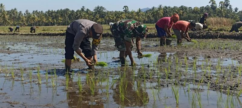 Sinergitas TNI-Polri dan Masyarakat di Sikka Gotong Royong Tanam Padi