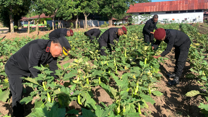 Lapas Atambua Panen Terong Hasil Budidaya Warga Binaan 