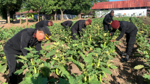 Lapas Atambua Panen Terong Hasil Budidaya Warga Binaan 