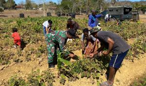 Koramil Halilulik dan Warga Panen Kacang Hijau di Lahan Integrated Farming Korem 161/WS