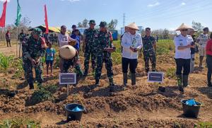 Aksi Korem 161/WS-BI Tanam Cabai dan Tomat Tingkatkan Produktifitas Komoditi Pangan di Belu