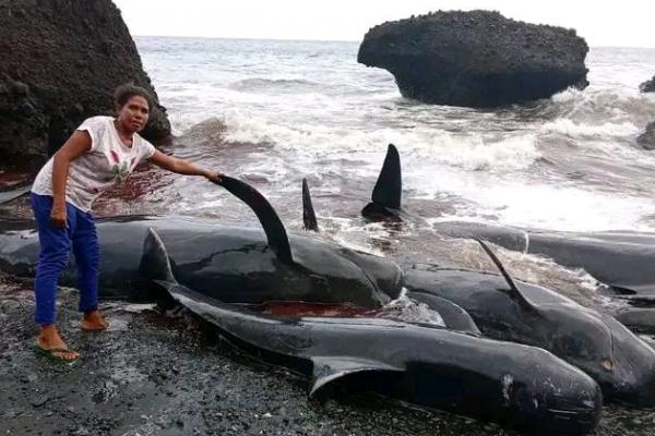 50 Ekor Bangkai Lumba-lumba Terdampar di Pantai Pureman-Alor