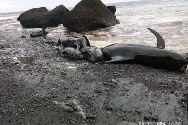  Pastikan Kematian Puluhan Lumba-lumba di Pantai Pureman, BKPPN Kupang Turunkan Tim  ke Alor