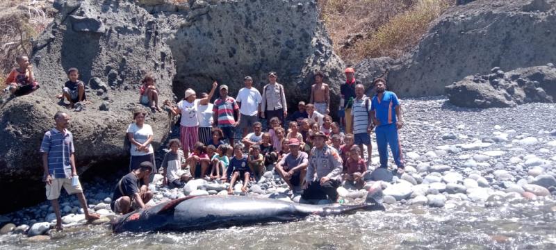 17 Bangkai Paus Pilot (Bukan Lumba Lumba) yang Terdampar di Pantai Pureman-Alor Dikubur