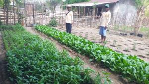 Program Tani Merdeka Jawab Tantangan dan Kendala Petani di Belu
