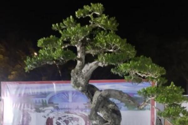 Harumkan Nama Kabupaten Kupang, Warga Oeltua Raih Tiga Gelar di Festival Bonsai