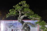 Harumkan Nama Kabupaten Kupang, Warga Oeltua Raih Tiga Gelar di Festival Bonsai