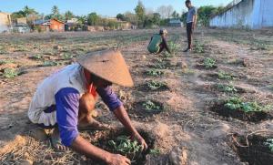 Tingkatkan Produktivitas, Lapas Atambua Kembali Budidayakan Semangka
