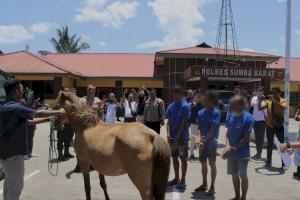 Polres Sumba Barat Bekuk Tiga Pelaku Pencuri ternak Kuda di Sumba Tengah 