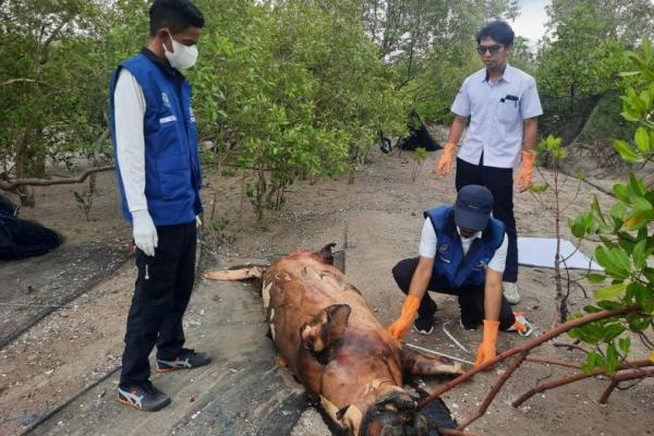 Dua ekor mamalia laut dugong dan lumba-lumba ditemukan terdampar dan mati di pantai Desa Pariti, Kecamatan Sulamu, Kabupaten Kupang akhir pekan lalu dalam waktu berbeda.