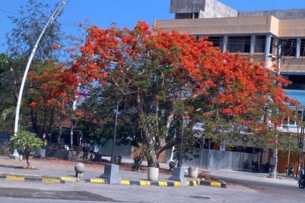 DLHK Kota Kupang Himbau Lestarikan Hutan Demi Mengurangi Perubahan Iklim