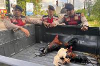 Polresta Kupang Gerebek Lokasi Judi Sabung Ayam di Dua Lokasi Berbeda di Kota Kupang