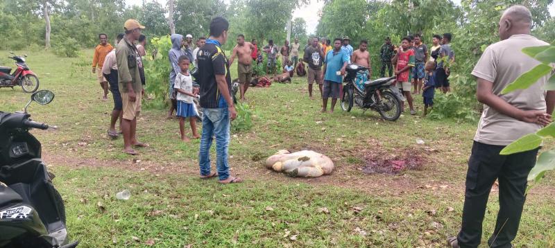 Empat Ekor Sapi Milik Warga Manusak-Kupang Timur Dicuri Orang Tidak Dikenal