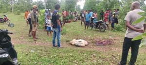 Empat Ekor Sapi Milik Warga Manusak-Kupang Timur Dicuri Orang Tidak Dikenal