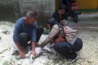 Sinergitas Polresta Kupang Bantu Vaksinasi Puluhan Ekor Anjing di Naioni