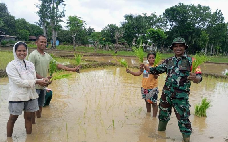 Wujudkan TNI Manunggal, Babinsa Wedomu Bantu Warga Tanam Padi