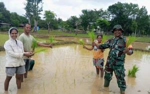 Wujudkan TNI Manunggal, Babinsa Wedomu Bantu Warga Tanam Padi