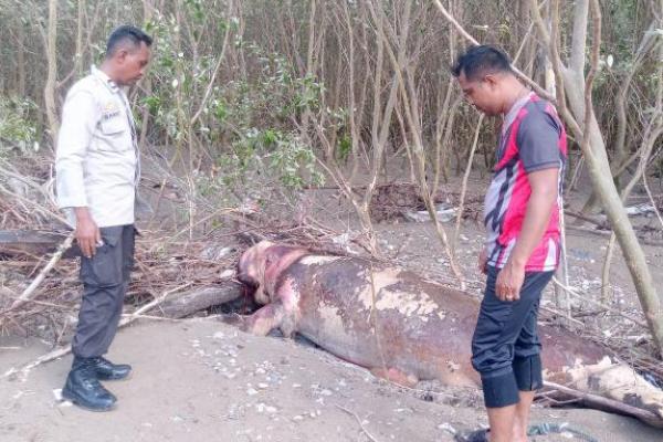 Bangkai Seekor Dugong Ditemukan di Pantai Panmuti-Kupang Tengah 