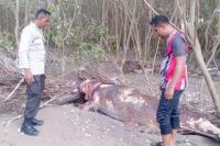Bangkai Seekor Dugong Ditemukan di Pantai Panmuti-Kupang Tengah 