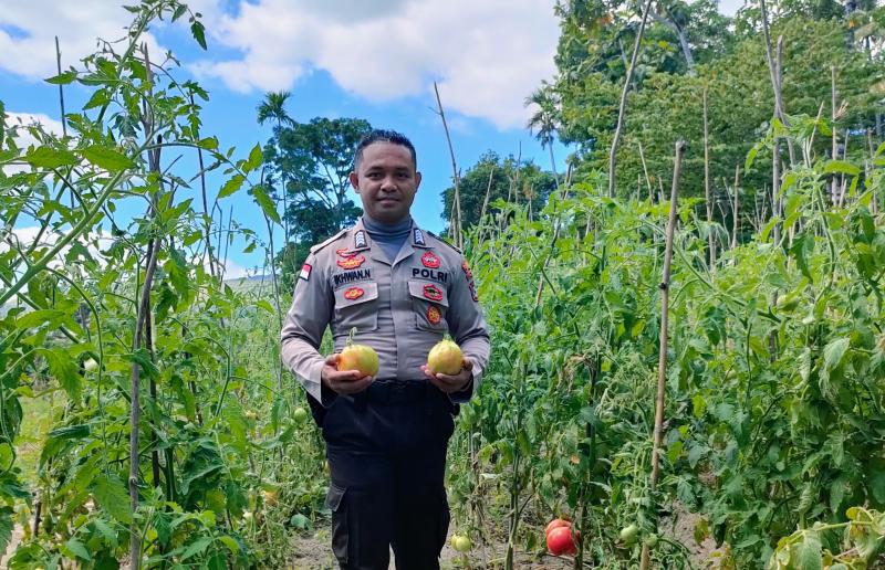 KATANTT.COM---Di balik seragamnya sebagai anggota Polsek Lasiolat, Polres Belu, Polda NTT, Bripka Nasrul Ikhwan Ninong menjalankan misi yang tak biasa disela-sela melakukan tugas sebagai Abdi Negara.