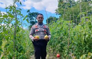 Olah Lahan Kosong, Anggota Polres Belu, Bripka Nasrul Budidaya Tomat Langkah Warisan Leluhur 