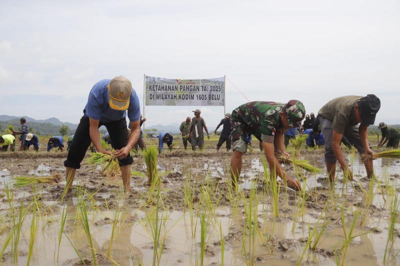 KATANTT.COM---Kodim 1605/Belu bersama Pemerintah Kabupaten Belu melaksanakan kegiatan ketahanan pangan guna mendukung program ketahanan pangan nasional sekaligus membantu petani dalam meningkatkan hasil produksi pertanian.