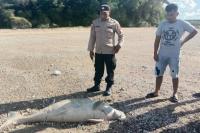 Seekor Dugong Ditemukan di Pantai Panmuti-Kupang Tengah Dengan Tubuh Penuh Luka
