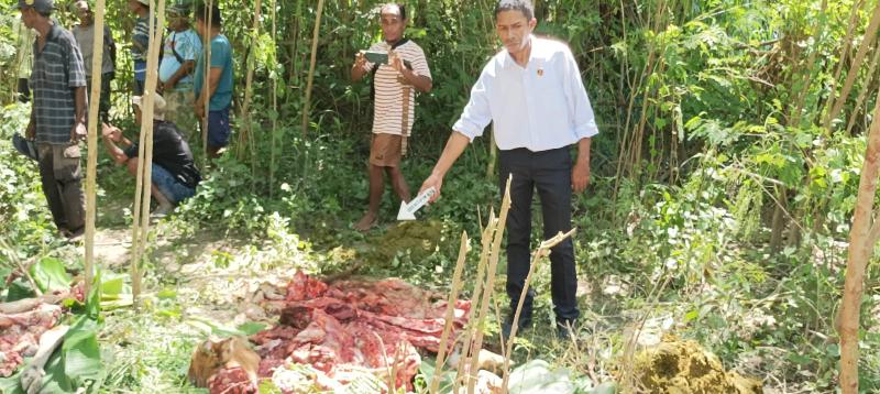 Marak Pencurian Sapi di kabupaten Kupang, Dua Ekor Sapi Dibantai Persis di Belakang Polres Kupang