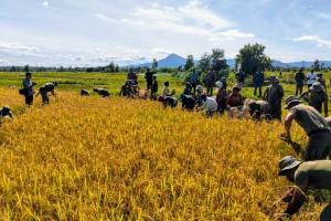 Wujud Dukung Ketahanan Pangan, Brimob Pelopor Atambua dan Poktan Panen Perdana Padi