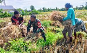 Hasil Panen Memuaskan, Babinsa Nando Dampingi Petani Panen Padi