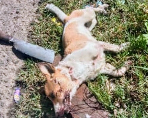 Anjing Positif Rabies Menggigit Eman Warga di Kota Ruteng, Sabtu (26/4/2025). 