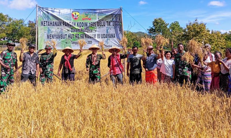 KATANTT.COM---Dalam rangka meningkatkan ketahanan pangan, Kodim 1605/Belu melaksanakan panen raya singkong dan padi di Dusun Oetfo, Desa Naekasa, Kecamatan Tasbar, Kabupaten Belu perbatasan RI-RDTL, Kamis (15/5/2025).