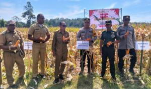 Polri dan Pemda Belu melakukan panen jagung di kebun percontohan, Kelurahan Fatukbot, Kabupaten Belu perbatasan RI-RDTL, Senin (19/5/2025).