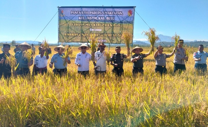Dukung Ketahanan Pangan Nasional, Dansesko TNI bersama Wabup Belu Panen Raya Padi