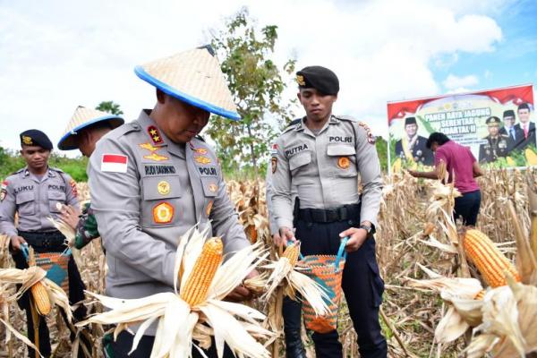 Kapolda NTT Panen Raya Jagung Serentak di Desa Baumata-Taebenu