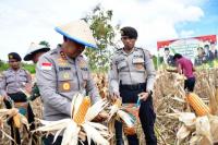Kapolda NTT Panen Raya Jagung Serentak di Desa Baumata-Taebenu