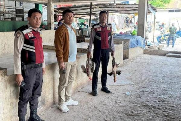 Pasar Oebobo Jadi Sarang Judi Sabung Ayam, Polisi Langsung Turun Gerebek 