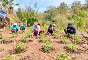 Bripka Nasrul bersama warga saat membersihkan dan merawat tanam tomat Lahurus di kebun warga Desa Maneikun, Kecamatan Lasilolat, Kabupaten Belu perbatasan RI-RDTL, Senin (30/6/2025).
