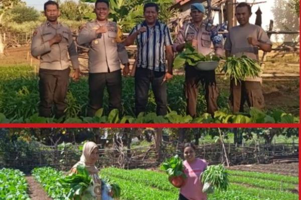 Kapolsek Amfoang Timur, Ipda Thomas Radiena dan anggota melakukan panen perdana sayur pada lahan pekarangan pangan bergizi. 