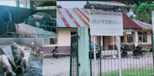 Bibit Babi Unggul dari Pagal, Andalan Baru PAD dan Harapan Peternak Manggarai