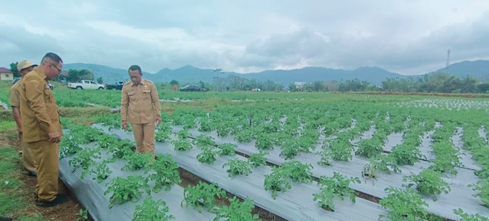 Pemkab Manggarai Olah Lahan 2,4 Hektare Jadi Kebun Penangkar Kentang