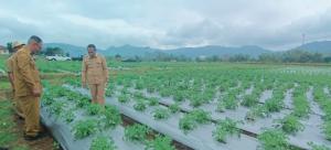 Pemkab Manggarai Olah Lahan 2,4 Hektare Jadi Kebun Penangkar Kentang